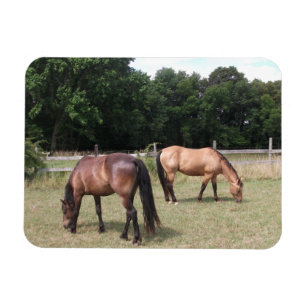 Bucht und Entenpferde Weiden in Weide Magnet