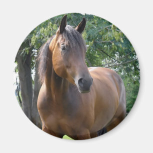 Buchtthoroughbred-Pferderunder Magnet