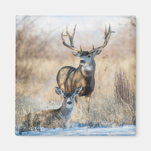 Buck Couple Maultierhirsch Magnet