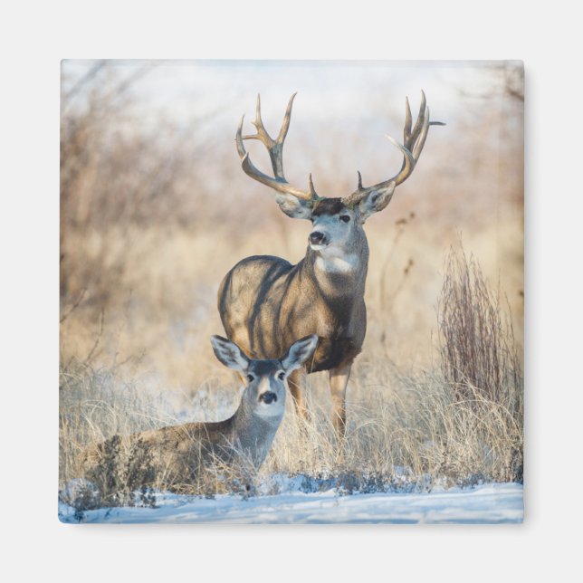 Buck Couple | Maultierhirsch Magnet (Vorne)