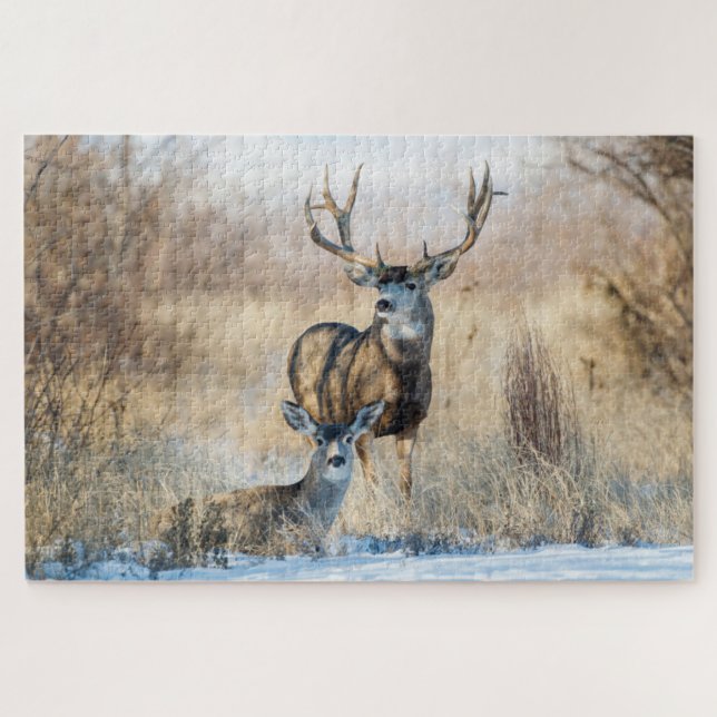 Buck Couple | Mule Deer (Horizontal)