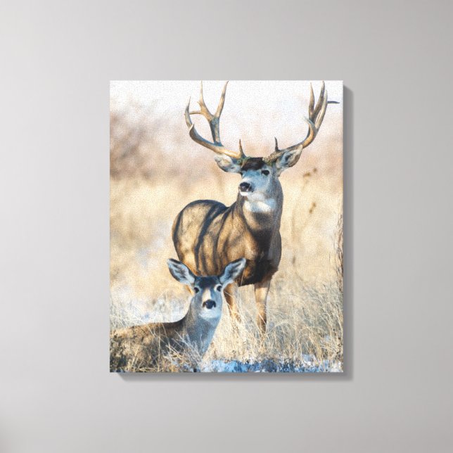 Buck Couple | Mule Deer Leinwanddruck (Vorderseite)