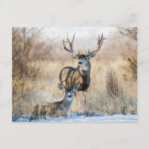 Buck Couple Mule Deer Postkarte