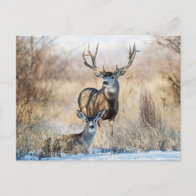 Buck Couple | Mule Deer Postkarte (Vorderseite)