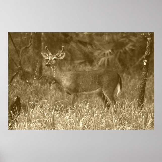 Buck Deer Fotografie Poster (Vorne)