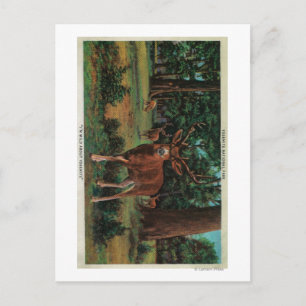 Buck Deer im Yosemite-Nationalpark Postkarte