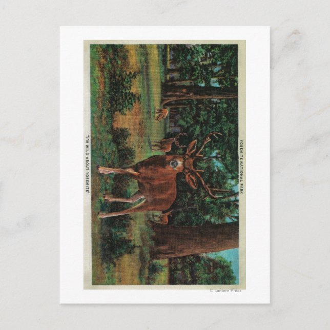 Buck Deer im Yosemite-Nationalpark Postkarte (Vorderseite)