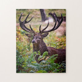 Buck in Richmond Park - 11x14 - 252 Stück