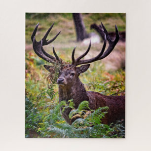 Buck in Richmond Park - 16x20 - 520 Stück