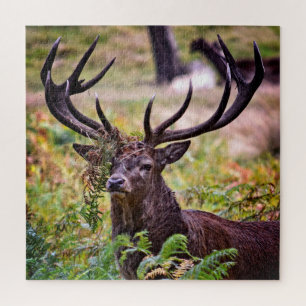 Buck in Richmond Park - 20x20 - 676 Stück