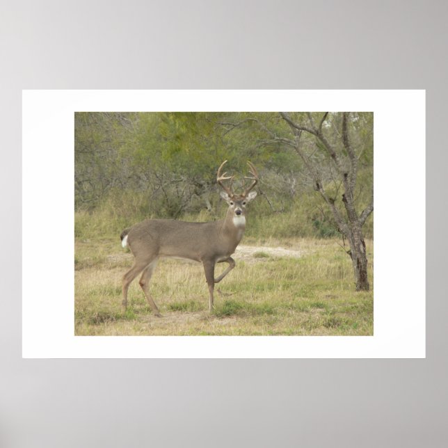 Buck. Poster (Vorne)