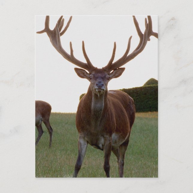 Buck Postkarten (Vorderseite)