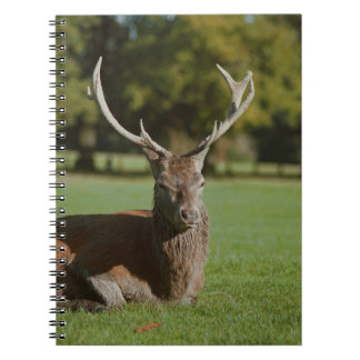 Buck-Reh-Notebook Notizblock