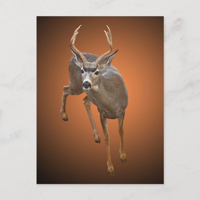 BUCK STOPS HIER POSTKARTE (Vorderseite)