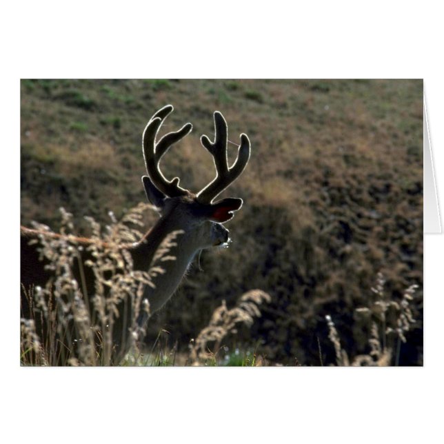 Buck W/ Velvet Antlers (Devant horizontal)