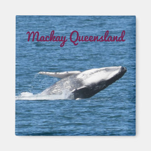 BUCKEL-WAL-SCHWANZ MACKAY QUEENSLAND AUSTRALIEN MAGNET