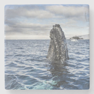 Buckel-Wal Spyhops   Hoffnungs-Bucht, die Steinuntersetzer