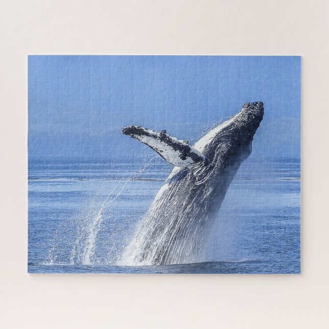 Buckelwal Alaska (Horizontal)