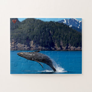 Buckelwal Alaska