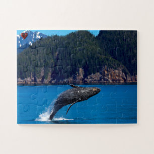 Buckelwal Alaska