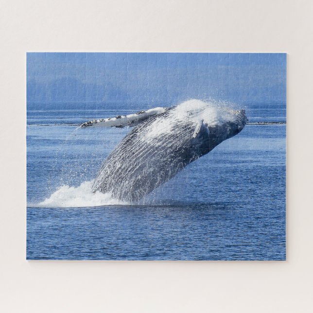 Buckelwal Alaska (Horizontal)