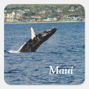 Buckelwal bricht Maui-Aufkleber Quadratischer Aufkleber
