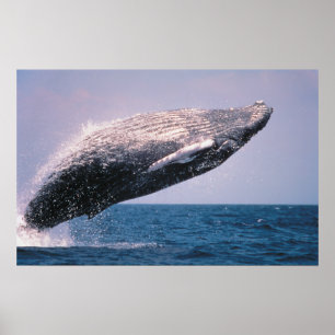 Buckelwal springt aus dem Wasser Poster