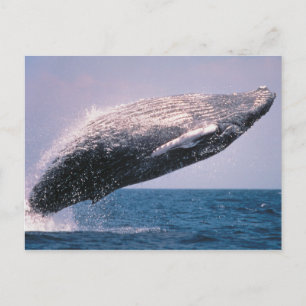 Buckelwal springt aus dem Wasser Postkarte