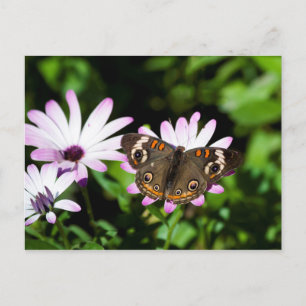 Buckeye Butterfly auf Purple Flowers Postkarte