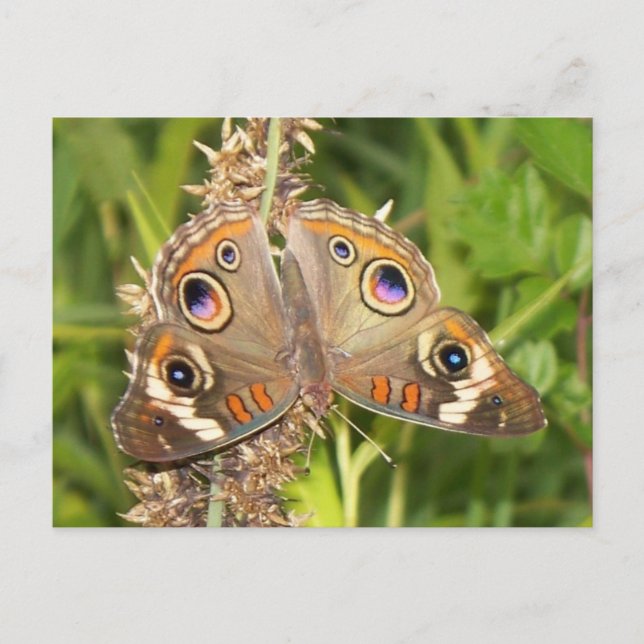 Buckeye Butterfly Postkarte (Vorderseite)