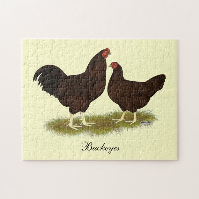 Buckeye Chickens (Horizontal)