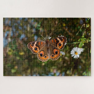Buckeye-Schmetterling
