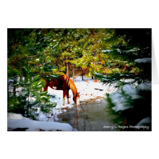 ~Buckie auf Rogers-Hobby Farm~ (Vorderseite (Horizontal))