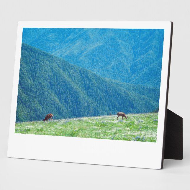 Bucks an den Bergen Fotoplatte (Seite)