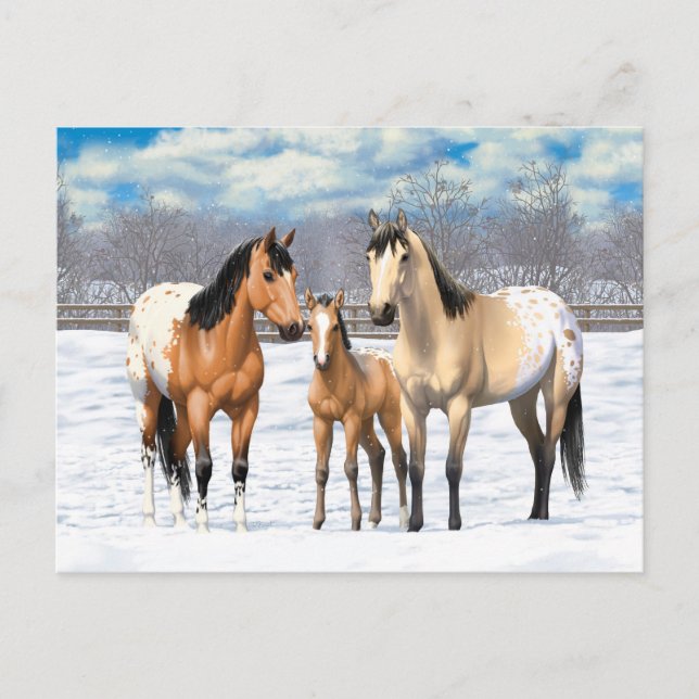 Buckskin Appaloosa Pferdefamilie im Schnee Postkarte (Vorderseite)