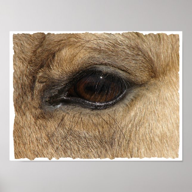 Buckskin Auge Poster (Vorne)