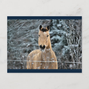 Buckskin Horn Winter Postkarte