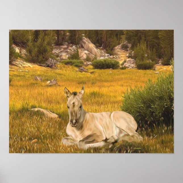 Buckskin Horse Foal Portrait Poster (Vorne)