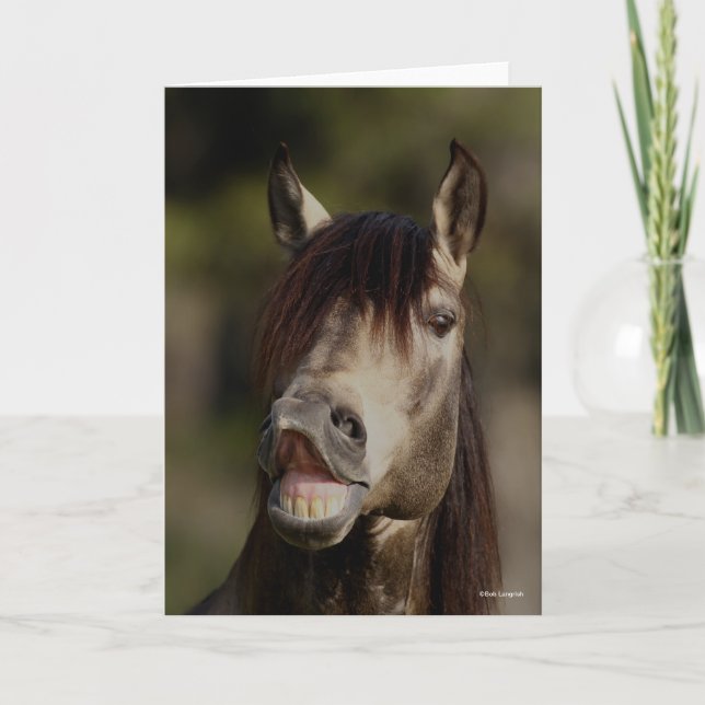 Buckskin Lusitano Stallion Flehmen Headshot Karte (Vorderseite)