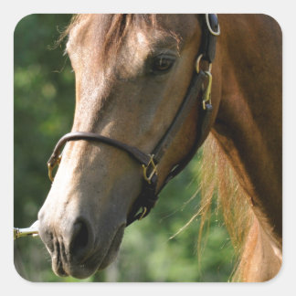 Buckskin Morgan Horse Quadratischer Aufkleber