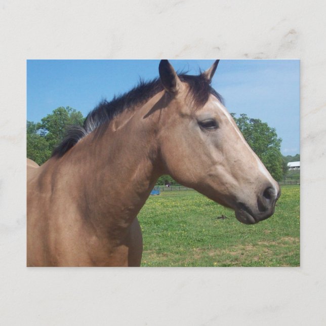 Buckskin Mustang Postcard Postkarte (Vorderseite)