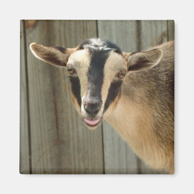 Buckskin Nigerian Zwarf Milchziege Kind Magnet (Vorne)