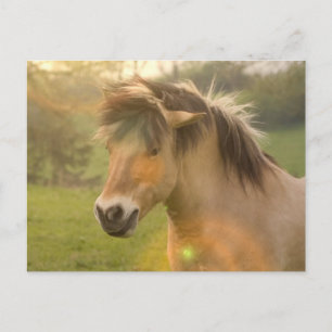 Buckskin Pony Postcard Postkarte