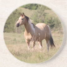 Buckskin-Tobiano-Pferd posiert auf einer Weide - F
