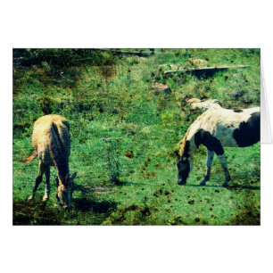 Buckskin und Pinto