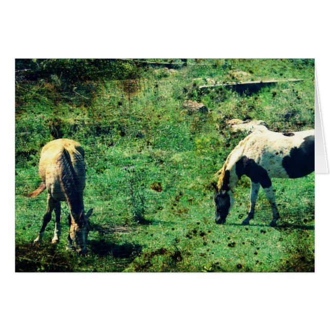 Buckskin und Pinto (Vorderseite (Horizontal))