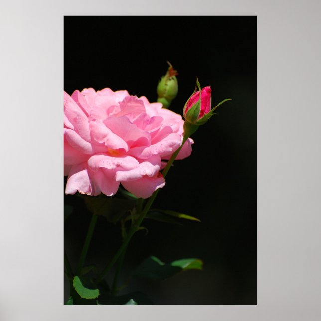 Bud einer Rose Poster (Vorne)