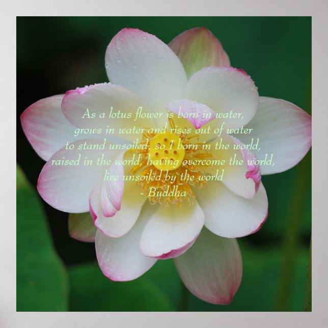 Buddha Zitat Lotus Blume Poster (Vorne)