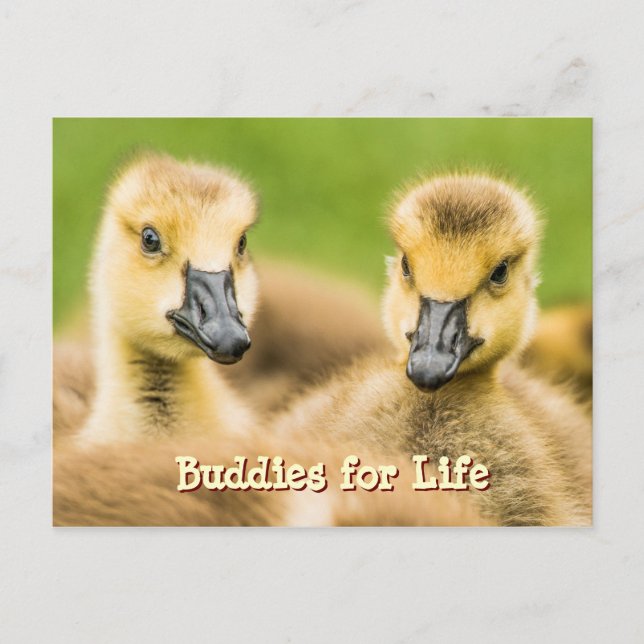 Buddies für Life Postcard Postkarte (Vorderseite)