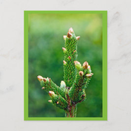 Budding Christmas Tree Postcard Feiertagspostkarte